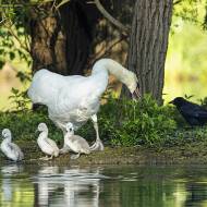 oiseaux_107
