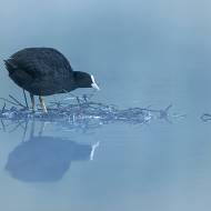 oiseaux_108