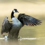 oiseaux_109