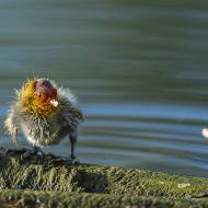 oiseaux_110