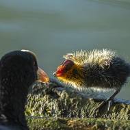 oiseaux_111