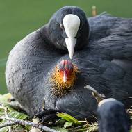 oiseaux_114