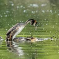 oiseaux_115