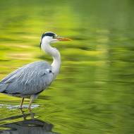 oiseaux_116
