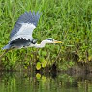 oiseaux_117