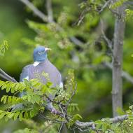 oiseaux_118