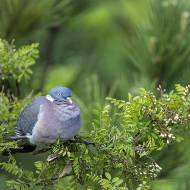 oiseaux_119