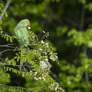 oiseaux_120