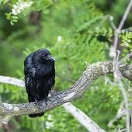 oiseaux_121