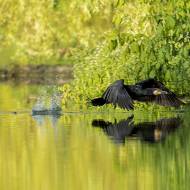 oiseaux_122