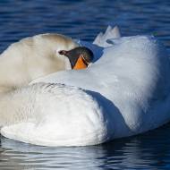 oiseaux_127