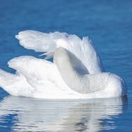 oiseaux_128