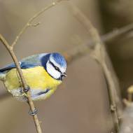 oiseaux_129