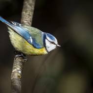 oiseaux_130