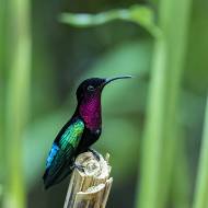 oiseaux_131