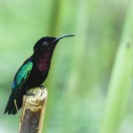 oiseaux_133