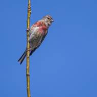 oiseaux_134