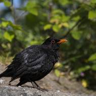 oiseaux_135