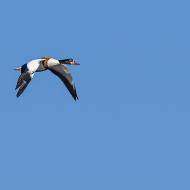 oiseaux_136