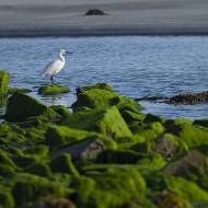 oiseaux_137