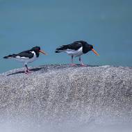 oiseaux_138