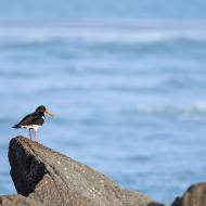 oiseaux_139