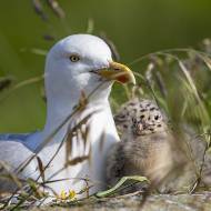 oiseaux_140