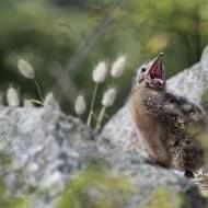 oiseaux_141
