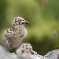 oiseaux_142