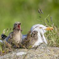 oiseaux_143