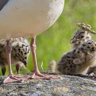 oiseaux_144