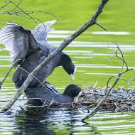 oiseaux_145