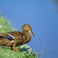 oiseaux_150