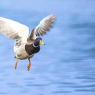 oiseaux_151