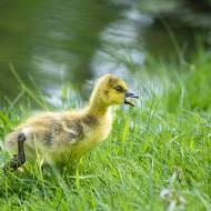 oiseaux_153