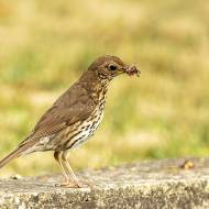 oiseaux_155