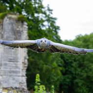 oiseaux_174