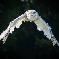 oiseaux_175