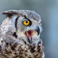 oiseaux_177