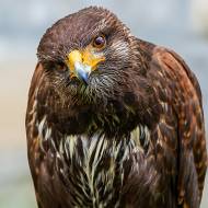 oiseaux_178