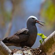 oiseaux_179