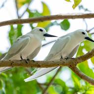 oiseaux_180