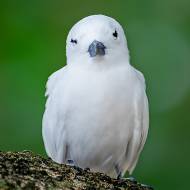 oiseaux_181