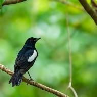 oiseaux_182