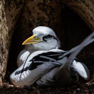 oiseaux_183
