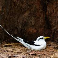 oiseaux_184