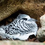 oiseaux_185