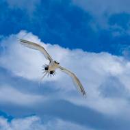 oiseaux_186