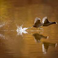 oiseaux_189