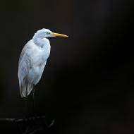 oiseaux_190